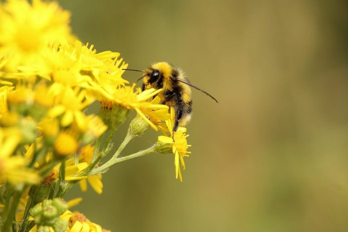 Honeybee and flower